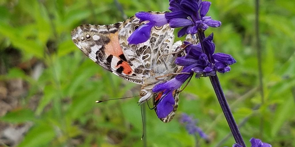 Butterfly | Save Tarrant Water