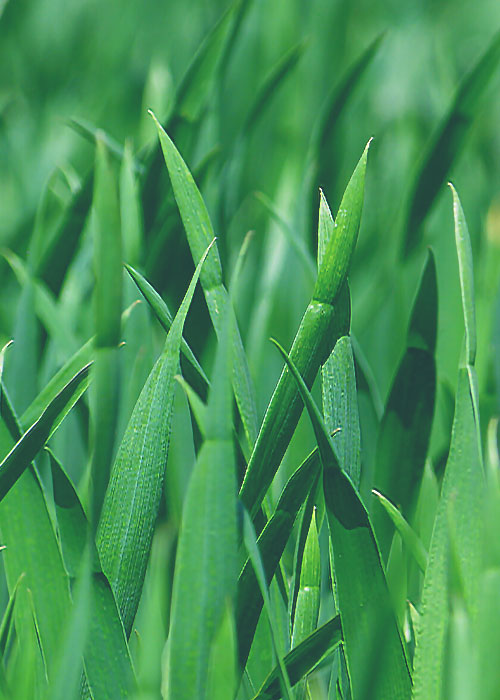 Blades of grass | Save Tarrant Water