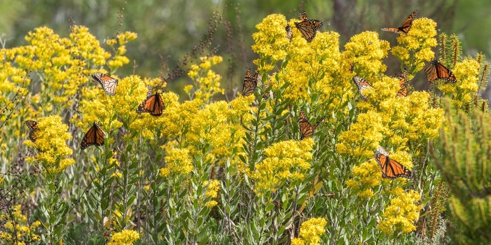 Fall Flowers For Fall Monarchs Save Tarrant Water