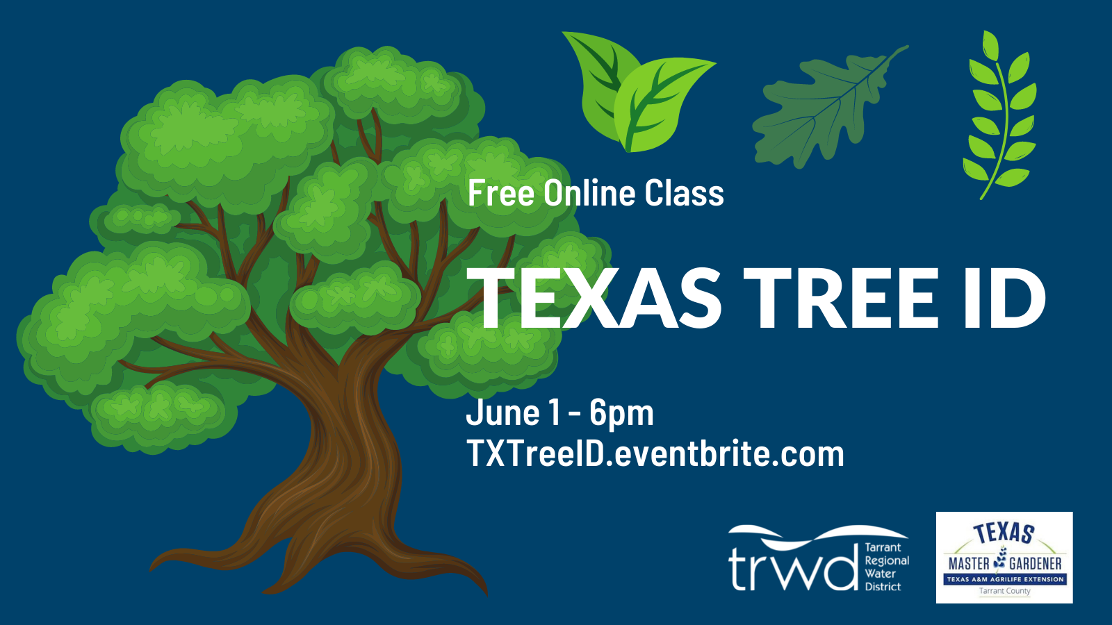 Texas Tree Identification | Save Tarrant Water