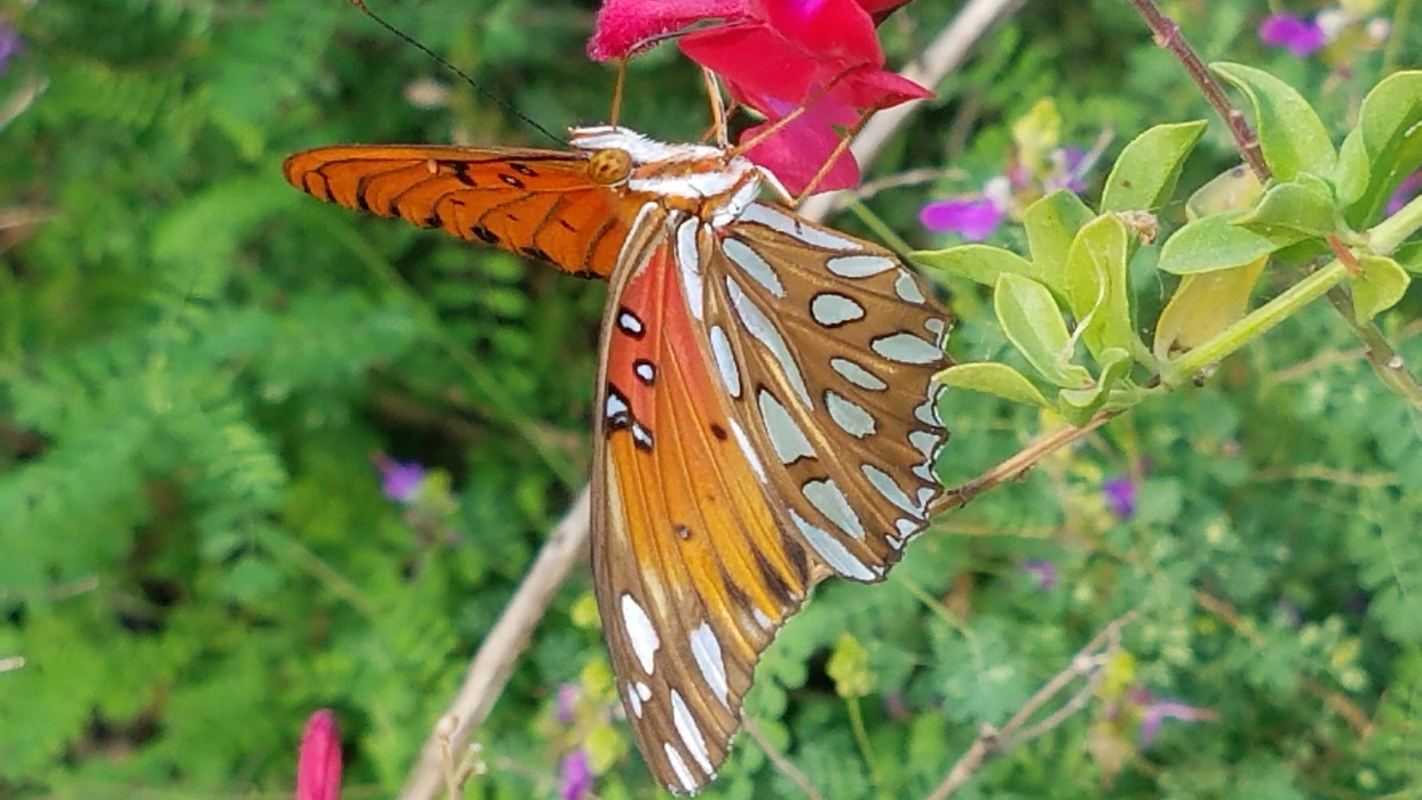 I was looking at pictures and I noticed that I had a picture of a butterfly  that alllllmost looked like a white admiral, but it had some…