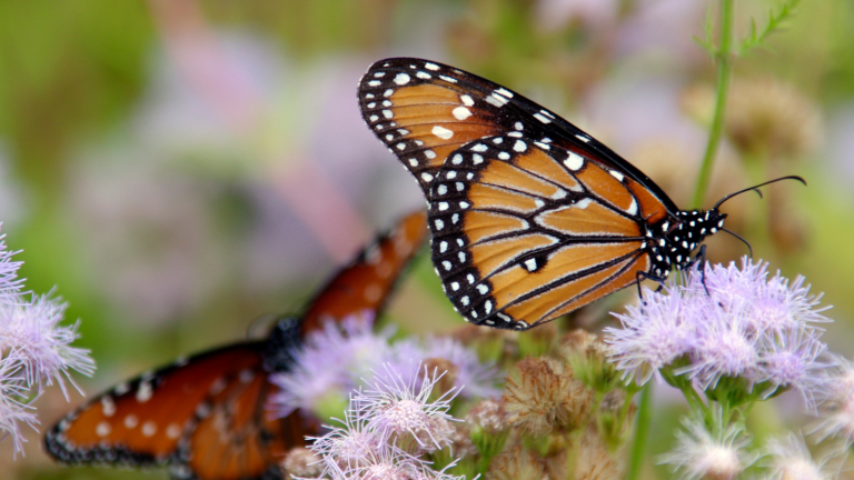 Butterflies of North Texas | Save Tarrant Water