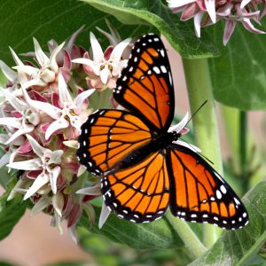 Butterflies of North Texas | Save Tarrant Water