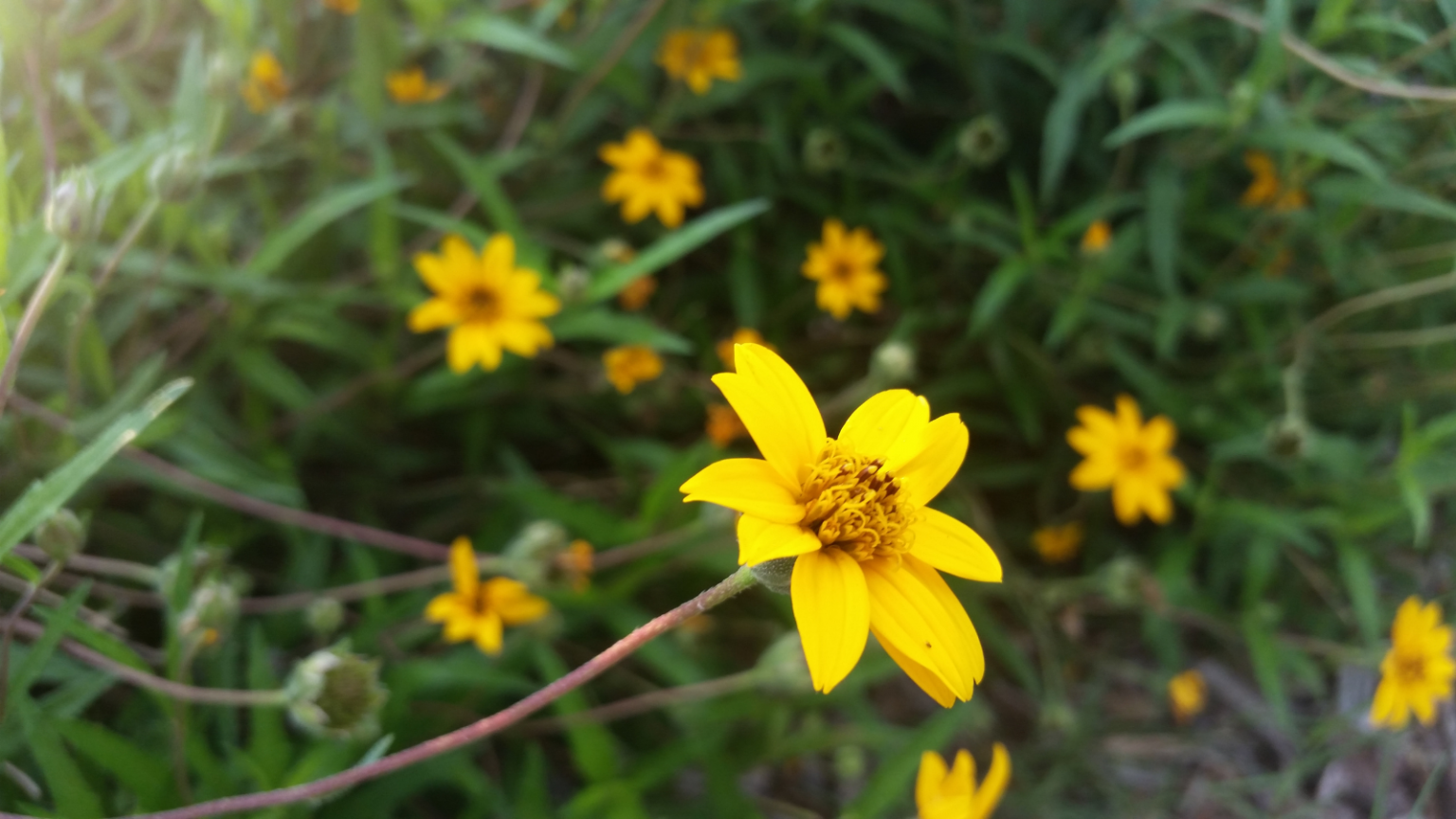 How to Buy Native Plants This Spring! Save Tarrant Water