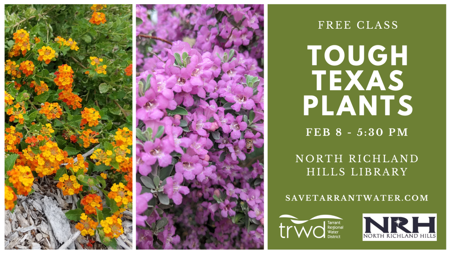 Tough Plants for North Texas Save Tarrant Water