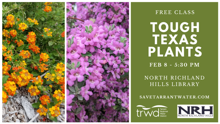 Tough Plants for North Texas | Save Tarrant Water