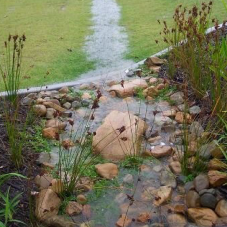 Gardening For Rainwater: Creating a Rain Garden