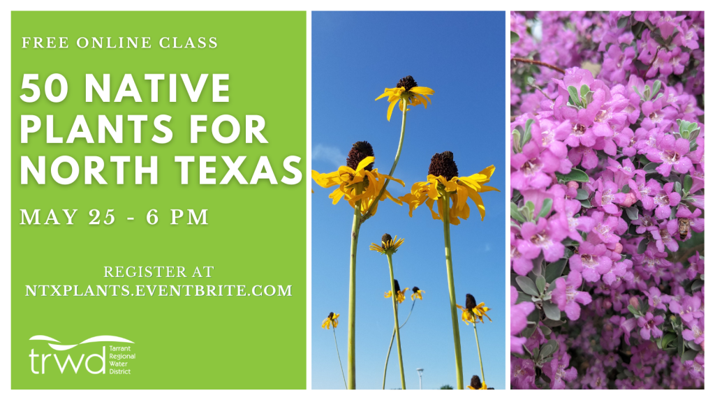 50 Native Plants for Texas Gardens | Save Tarrant Water