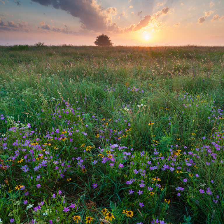 Backyard Wildflower Patch