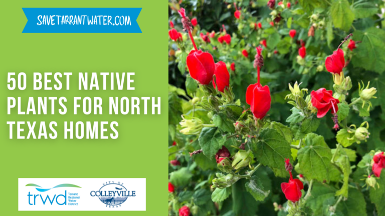 50 Best Native Plants for North Texas Homes – Save Tarrant Water