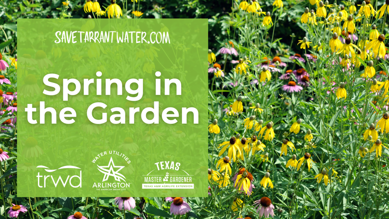 Spring Saves Spring in the Garden – Save Tarrant Water