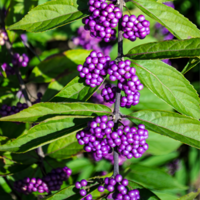 American beautyberry
