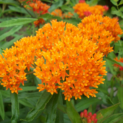 Butterfly Milkweed