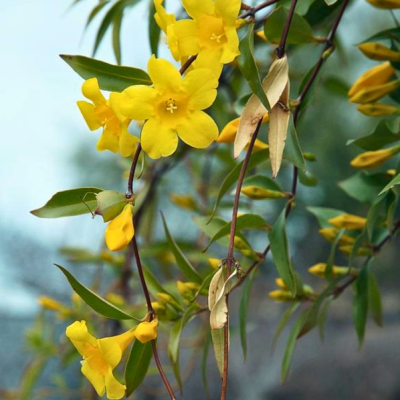 Carolina jessamine