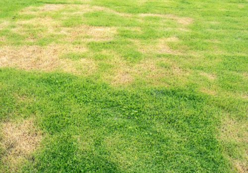GETTING TO KNOW YOUR TURF (4)