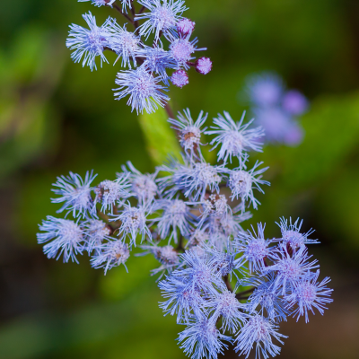 Gregs Mistflower