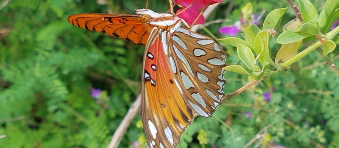 Gulf frit front of wings
