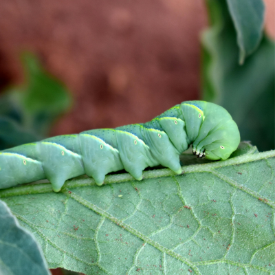 Hornworm