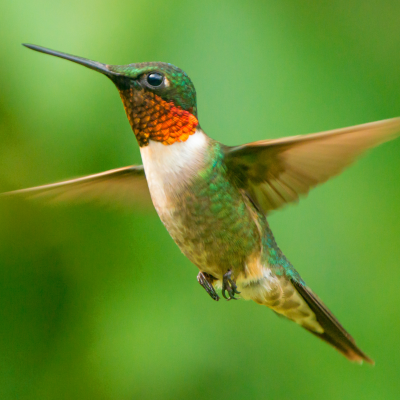 Hummingbird