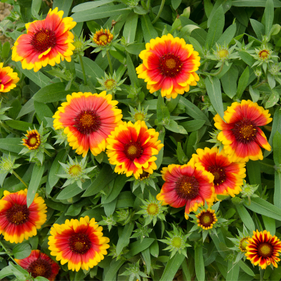 Indian Blanket
