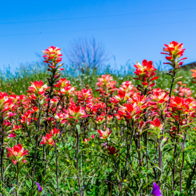 Indian paintbrush