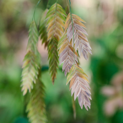 Inladn sea oats