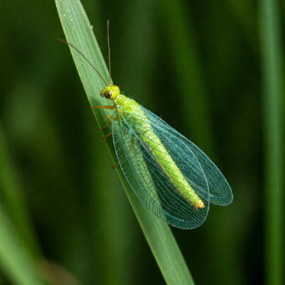 Lacewing