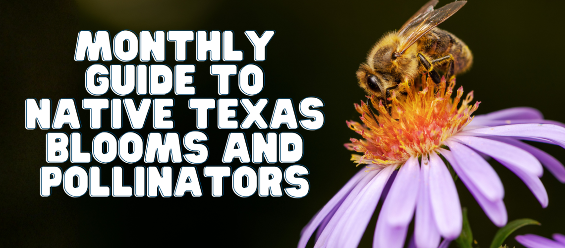Monthly Guide to Native Texas Blooms and Pollinators