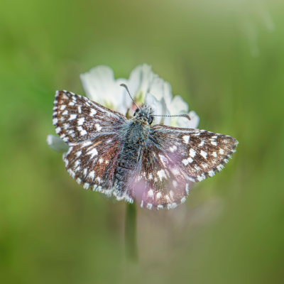 Monthly Guide to Texas Blooms and Pollinators Blog Images (10)