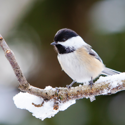 Monthly Guide to Texas Blooms and Pollinators Blog Images (11)