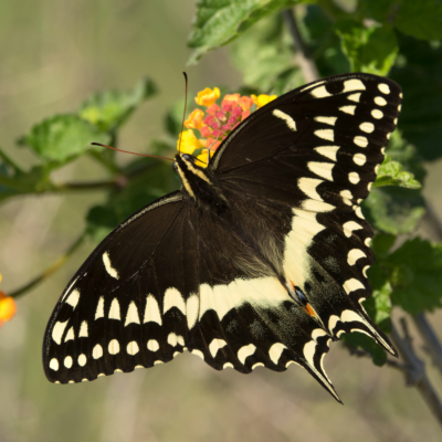 Monthly Guide to Texas Blooms and Pollinators Blog Images (14)