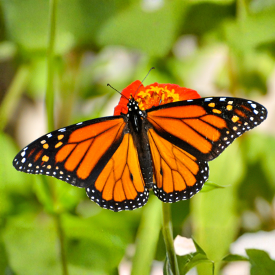 Monthly Guide to Texas Blooms and Pollinators Blog Images (16)