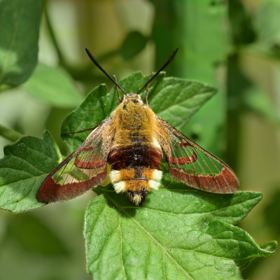 Monthly Guide to Texas Blooms and Pollinators Blog Images (17)