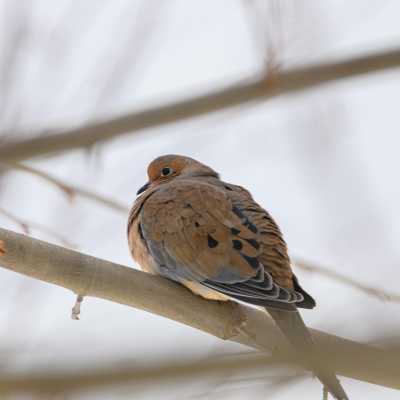 Monthly Guide to Texas Blooms and Pollinators Blog Images (18)