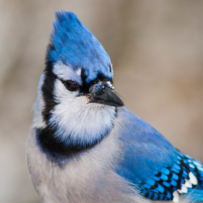 Monthly Guide to Texas Blooms and Pollinators Blog Images (19)