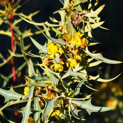 Monthly Guide to Texas Blooms and Pollinators Blog Images (21)