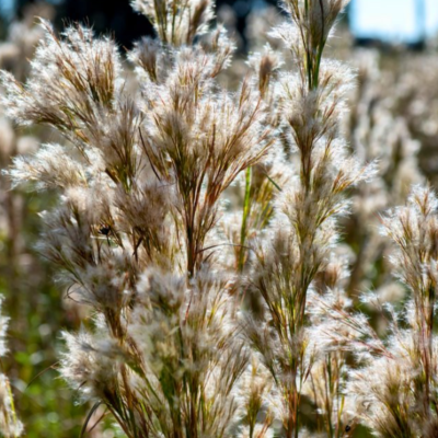 Monthly Guide to Texas Blooms and Pollinators Blog Images (5)