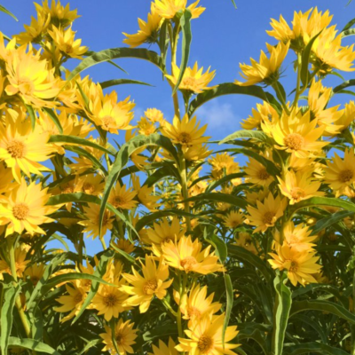 Monthly Guide to Texas Blooms and Pollinators Blog Images (6)