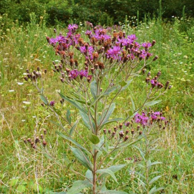 Monthly Guide to Texas Blooms and Pollinators Blog Images (7)