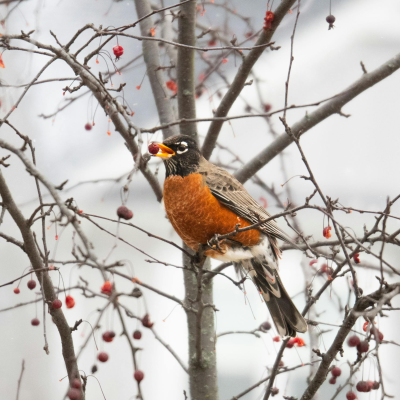 Monthly Guide to Texas Blooms and Pollinators Blog Images