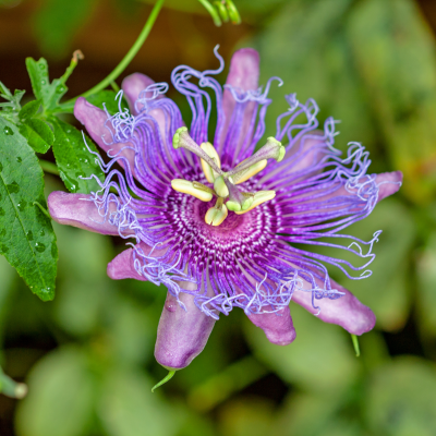Passionflower