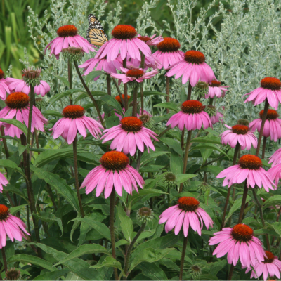 Purp coneflower