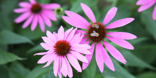 Purple Coneflower with Bees