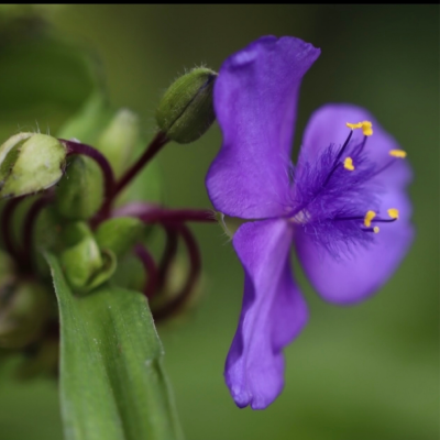 Spiderwort