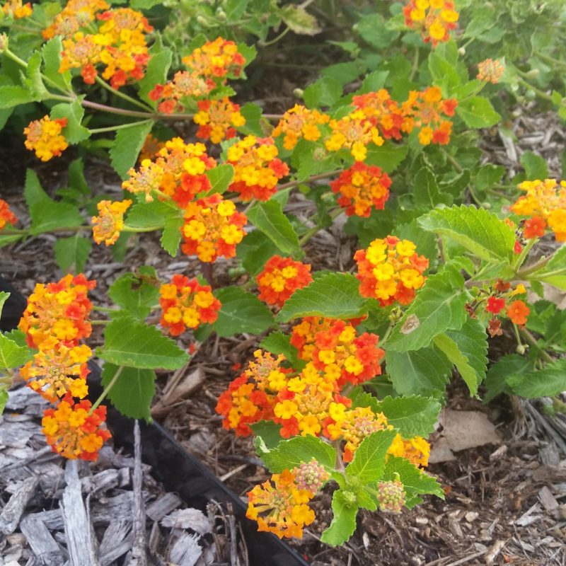 Texas Lantana Bundle