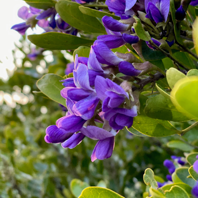 Texas Mountain Laurel