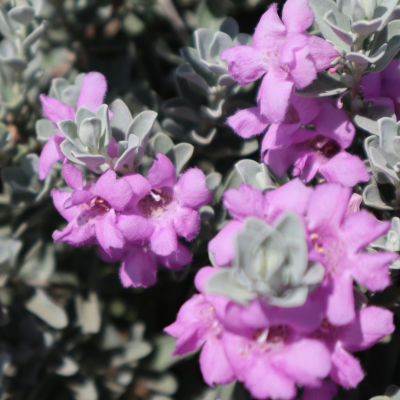 Texas Sage