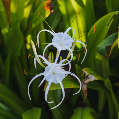 Texas Spiderlily