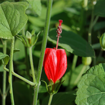 Turks cap