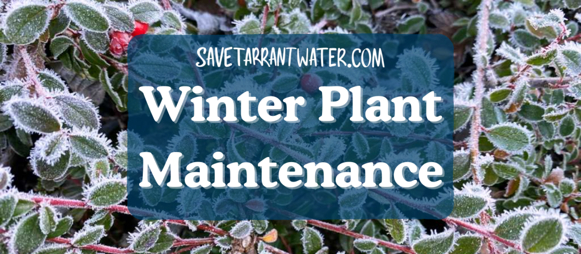 Winter Plant Maintenance